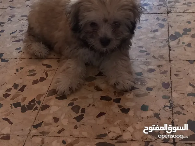 3 جراء فرينش تيرير عمر شهر و نص