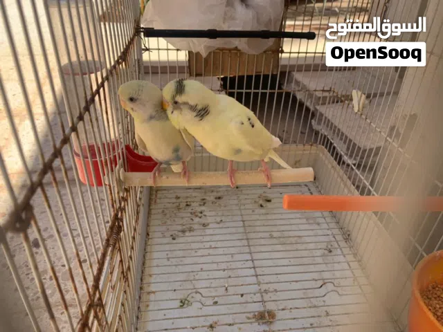 طيور بقلينو با سعر كزيوني