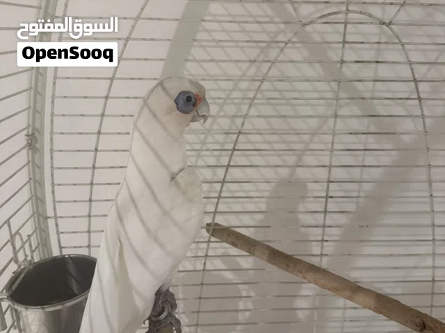 Bird / parrot