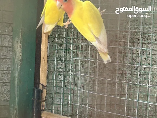 بيع زوج روز باين كل شي في صوره