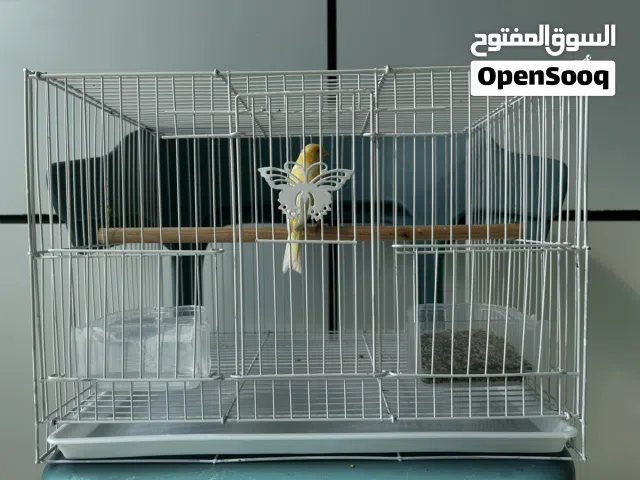 عصفور كناري سوري حالته جيدا و صوته جميل يجي معاه القفص قابل للتفاوض بسعر
