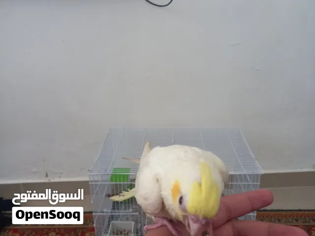 ببغاء كوكتيل لاتينو مفطوم مروض فل
