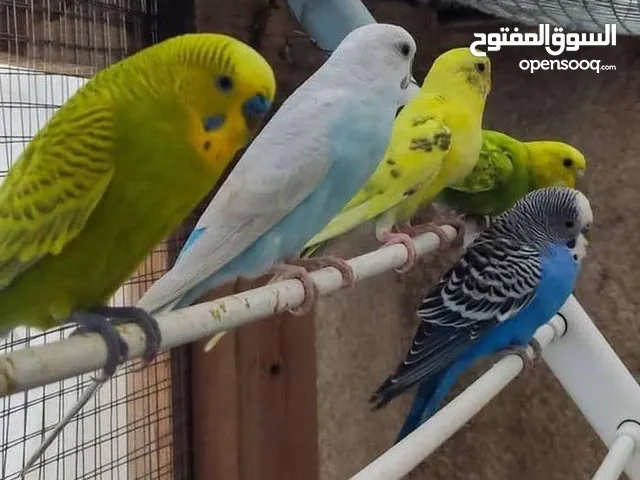 طيور الكناري العشاق
