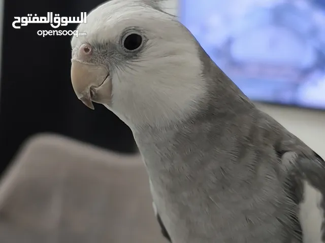 للبيع كوكتيل الليف