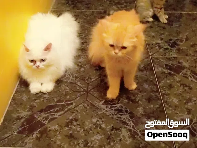 1 Female Cat, 1 Male Cat & 1 Kitten Available