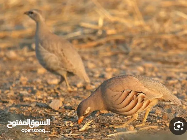 للبيع مجموعة من الطيور البرية