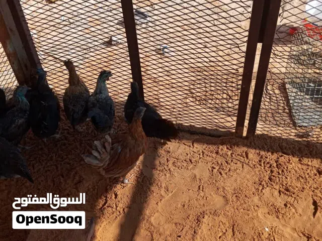دجاج عربي ربي يبارك العدد 9 دجاج يدحي