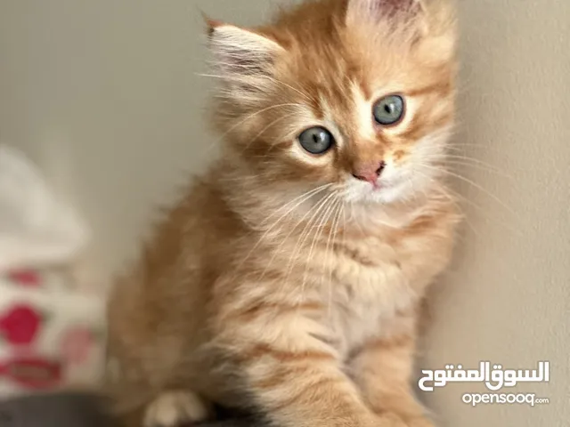 ذكر شيرازي اشقر
