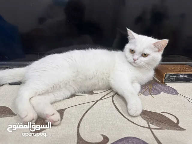 للتبني قطه for adoption