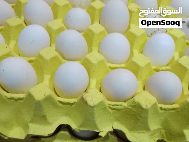 متوفر بيض دجاج عرب مشكل