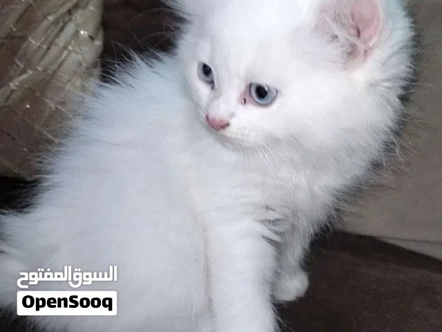 السلام عليكم منو عنده قطه للتبني صغيره ومابيها ولا ضرر خلي يراسلني مكاني بغداد الأعظمية اريد احد عند