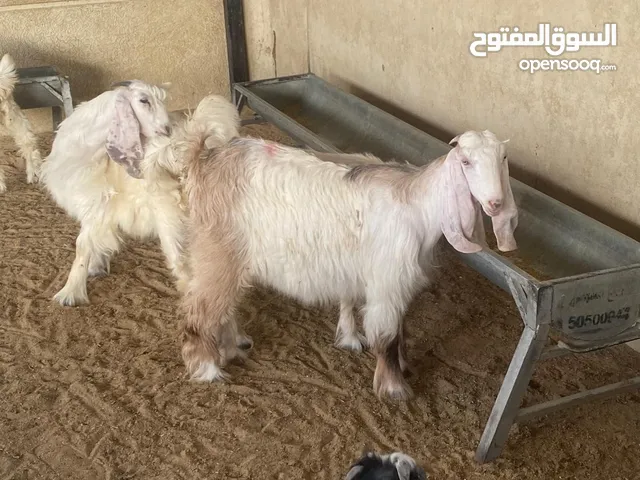 تيوس فاخره للبيع