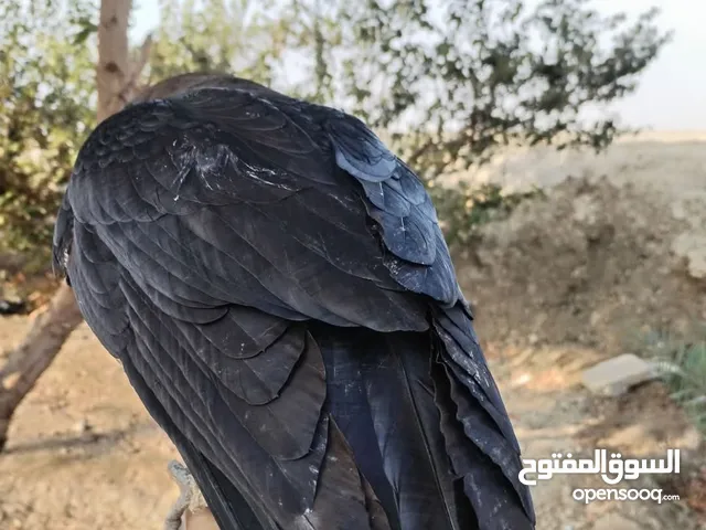 على صا حبه ذكر الموا صفات