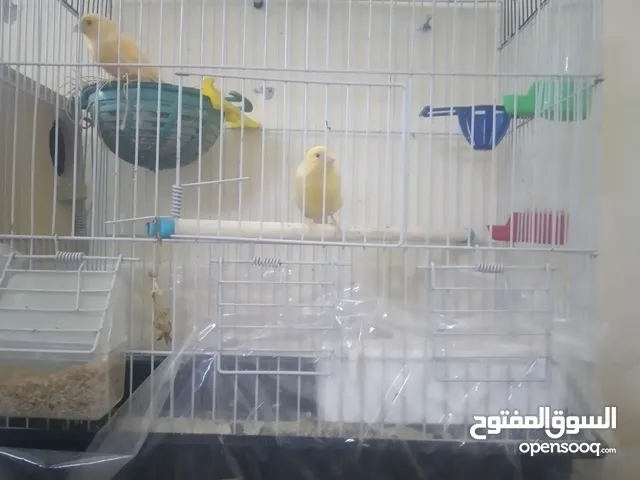 جوز كنار منتج + فحلين كل واحد بقفص للبيع للكل