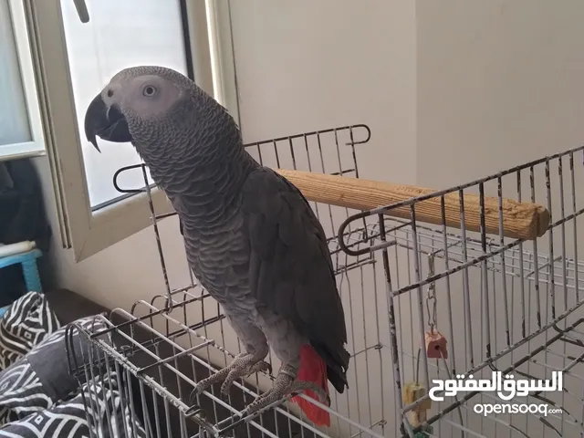 بغبان زنجباري