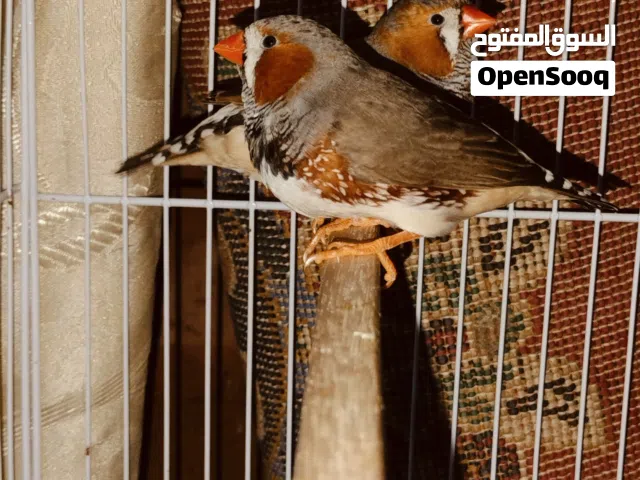 ذكور بيع او مراوس