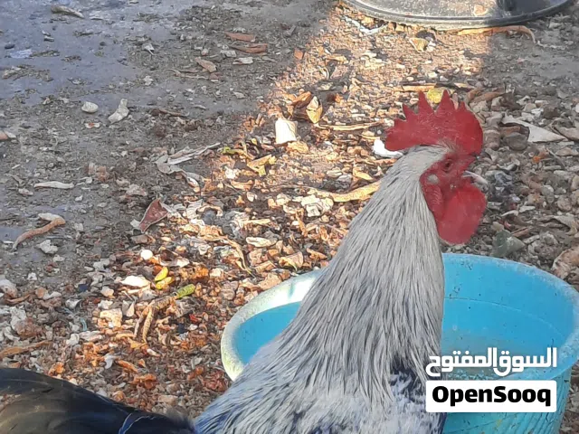 3 دجاجات مع ديج للبيع اقرا الوصف