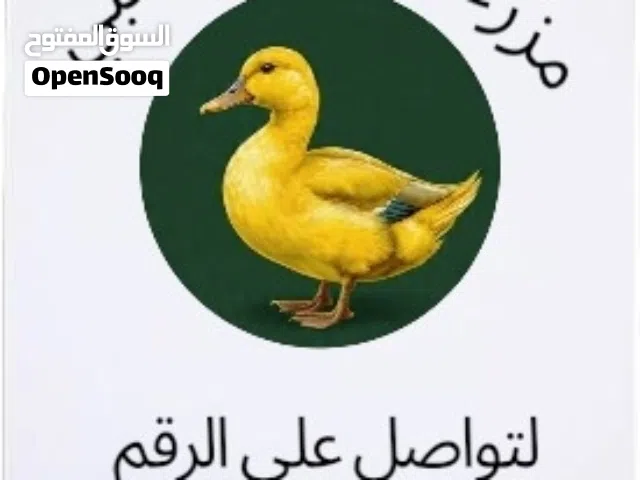 بيع فراخ بط عماني