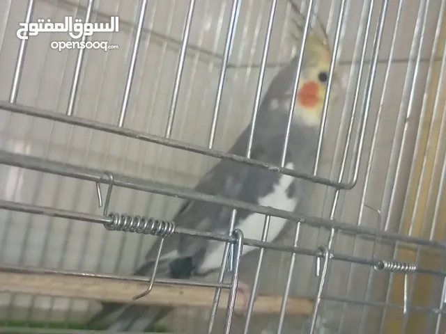 بسم الله ماشاء ذكر كوكتيل اليف 70٪ متكلم كلمات بصوته  بغني حبه بصلات على النبي صحه وطول ونضافه