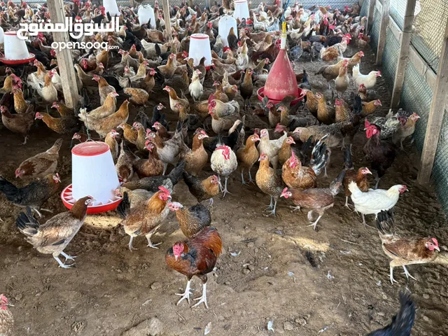 Local free range chicken eggs and whole chicken available for sale