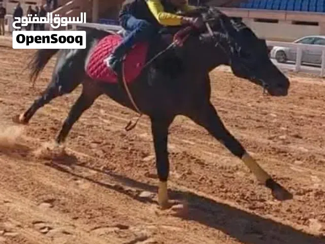 السلام عليكم