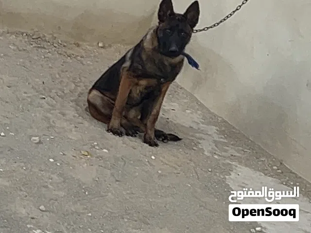 كلبه مالينوا