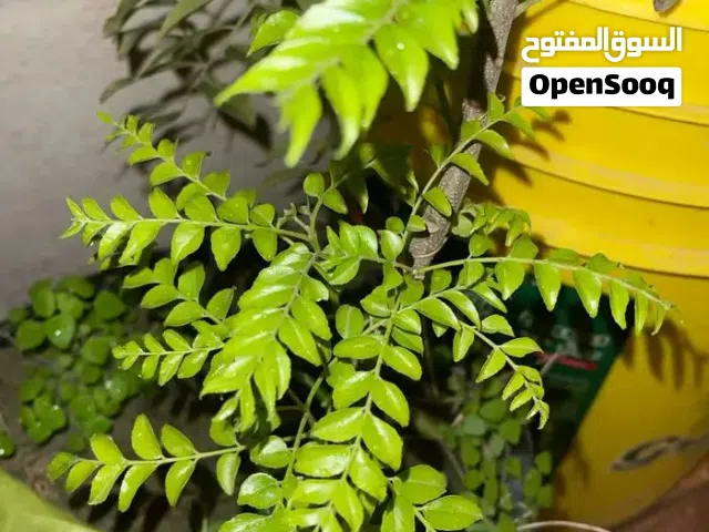 شتلات للبيع