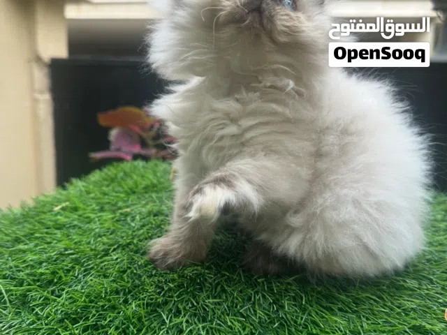 كراميل وكوكي