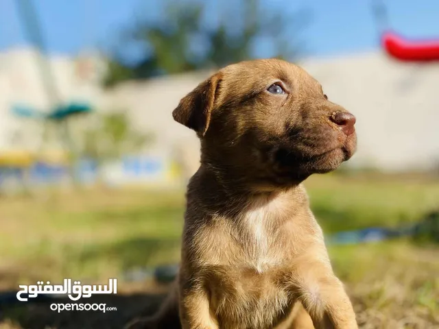 4 جراوي بيتبول ريد نوز حاجة ربي يبارك للبيع الجرو على 700