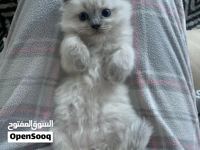 اريد قطه للتبني او ما يتعده بين شهر و3 اشهر اقرة الوصف