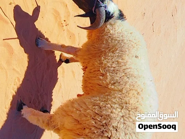 خروف ربي يبارك