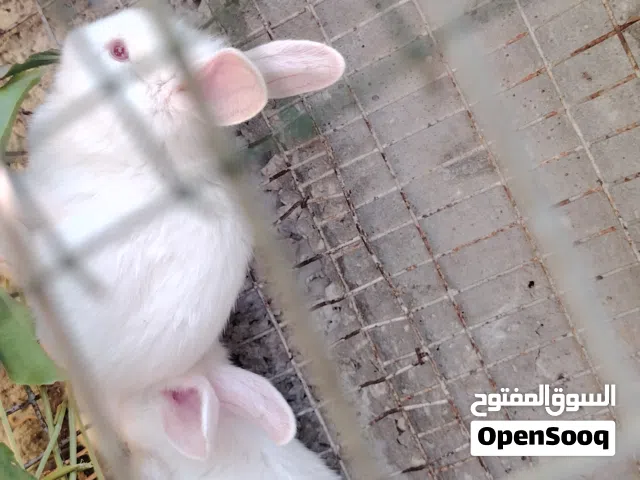 ارانب تحصين تام