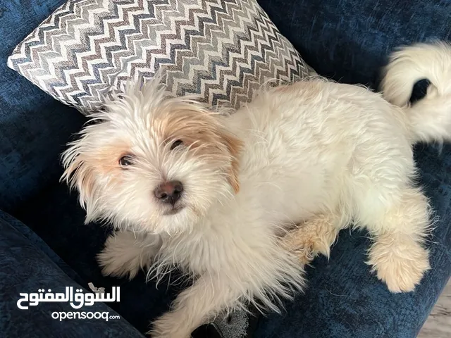 A PURE FRENCH TERRIER PUPPY 4 MONTHS OLD FULL VACCINATED كلب فرنش تيرير بيور العمر اربع شهور مطعم
