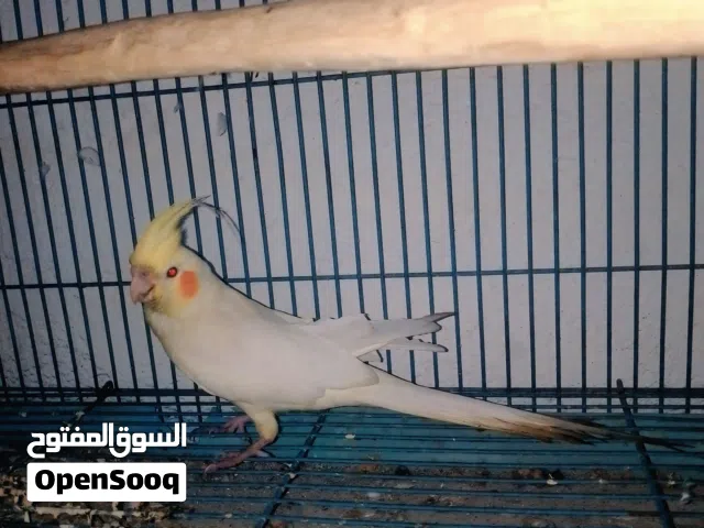 كوكتيل شكري نثيه لاتينية العمر تقريباً سنتين جاهزه للتزاوج