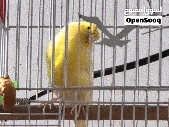 طائر الكناري ذكر