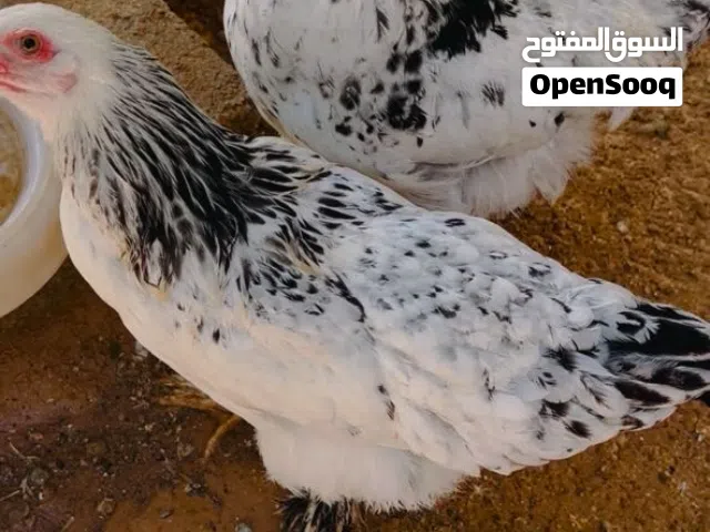 متوفر كوبياه برهما