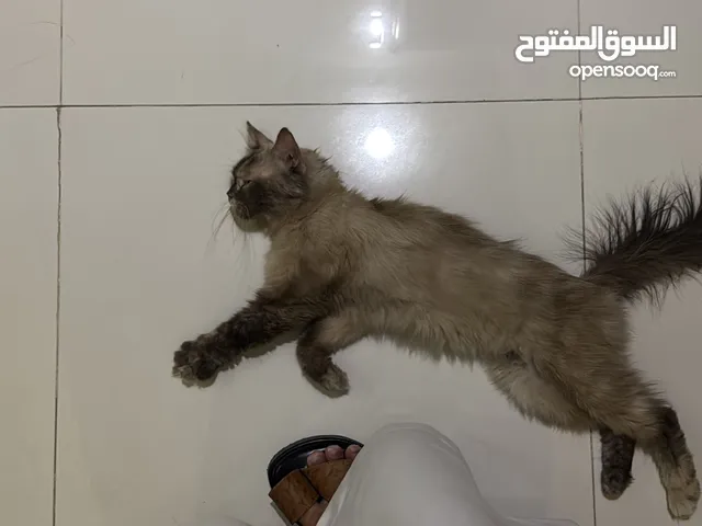 قط للتبني بالرياض