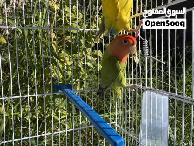 كوبية روز ربي يبارك