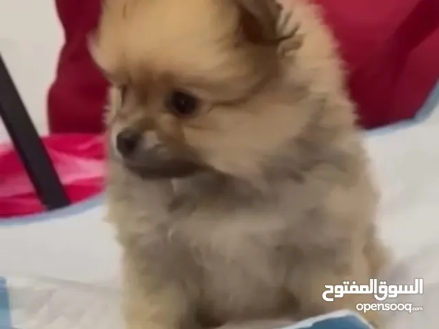 Mix shitzu / Pomeranian female