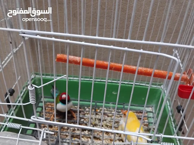 كوبيت زبراه ملاون