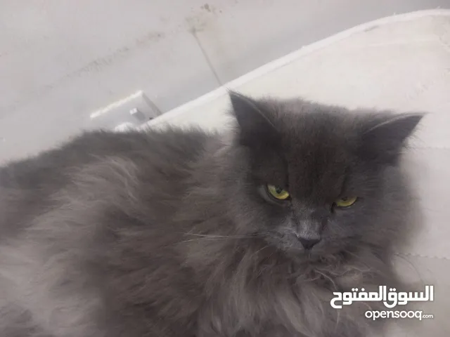عندي سفر مستعجل
