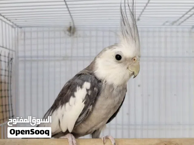 كوكتيل وايت فيس محجل ذكر