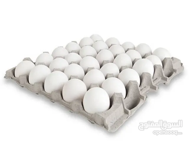 بيض عربي مخصب للبيع