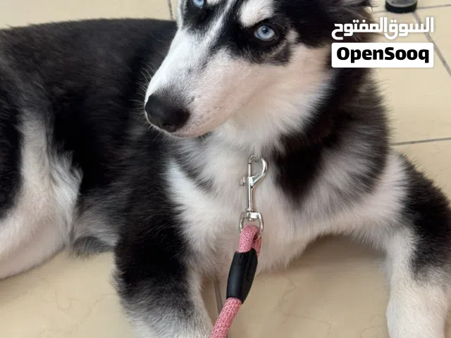 4-Month-Old, Siberian Husky – Playful & Friendly