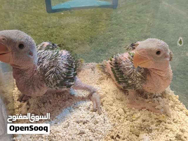 درة نيبالي 2026 عمر شهر من انتاجي