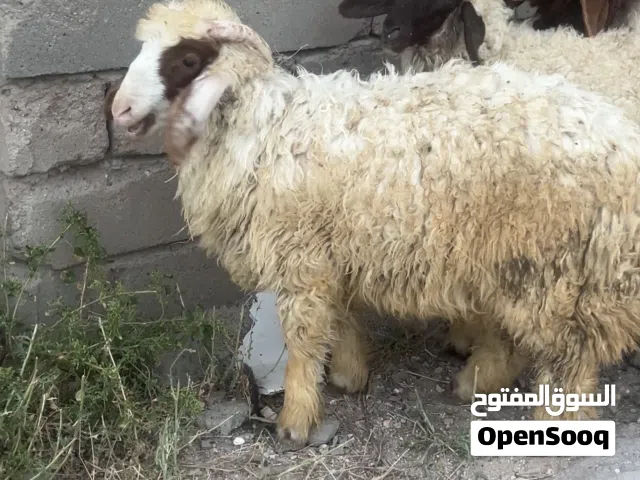 خروف للبيع