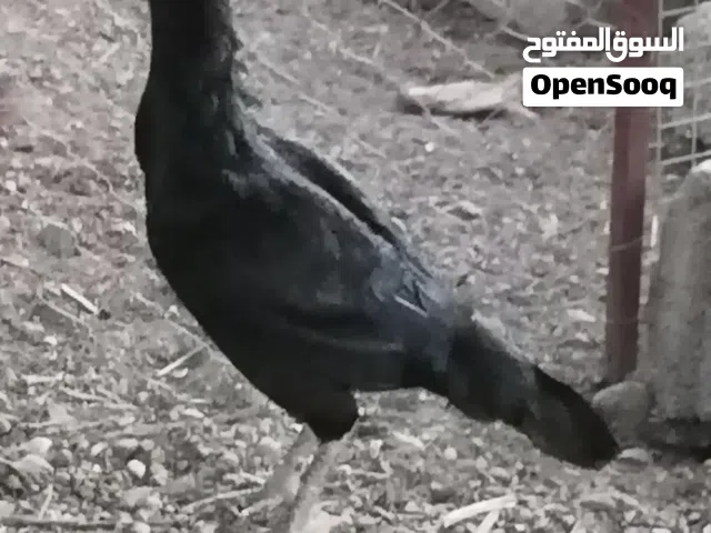 دجاج باكستاني