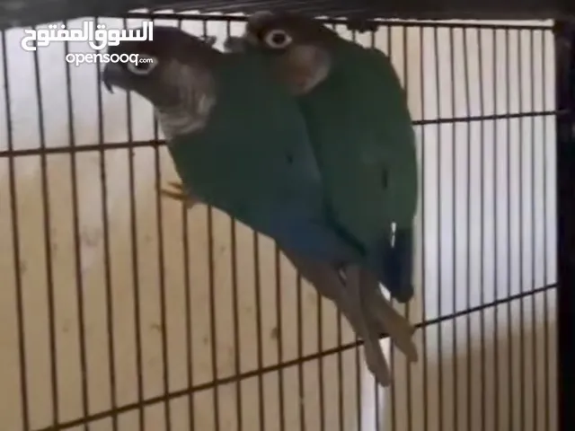 Turkish Blue Conure pair