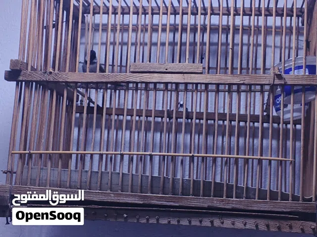 بلبل لبيع اريده 25 الف ويا لقفص. مكاني القبله حي الشهداء0