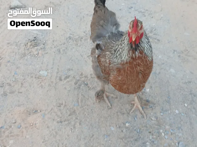 دجاج بلدي غليظ (مضروب برهمة) وديك برهمي سوبريت وديك عادي الله يبارك